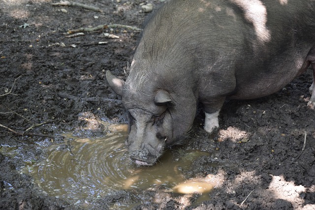 仅完成了赛 仅完成了赛